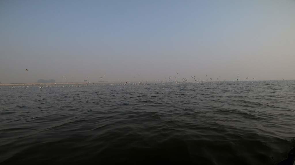 Lots of birds at Kaithi