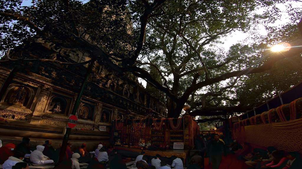 Another view of the Bodhi Tree